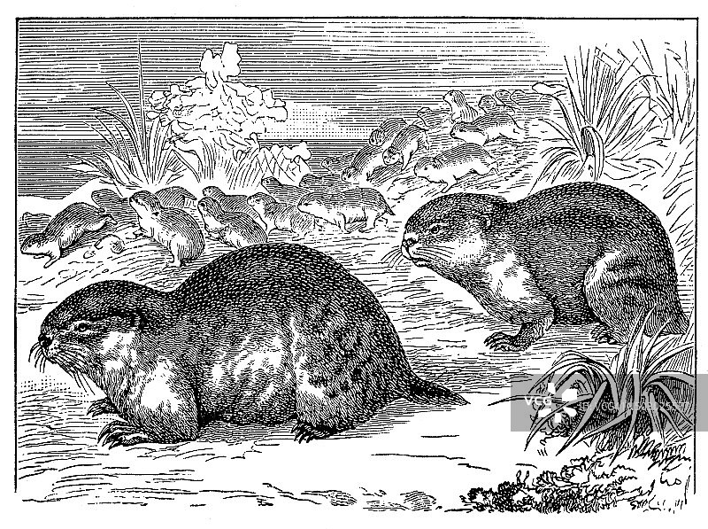 挪威旅鼠古董插画图片素材