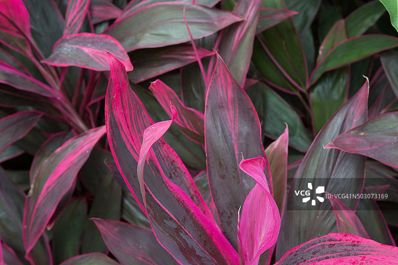 一束树叶图片素材