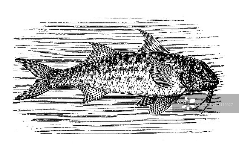 古代须鳗插画图片素材