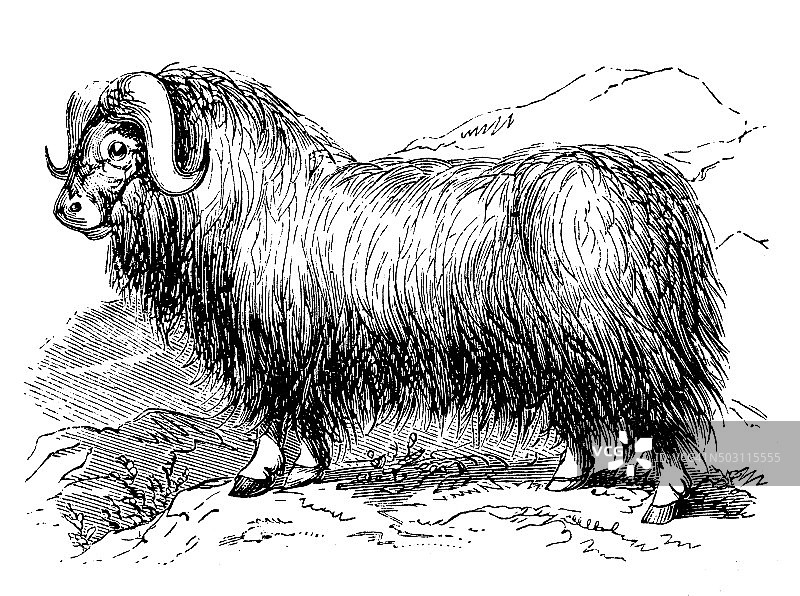 麝牛古董插画图片素材