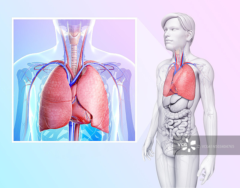 人肺解剖结构图片素材