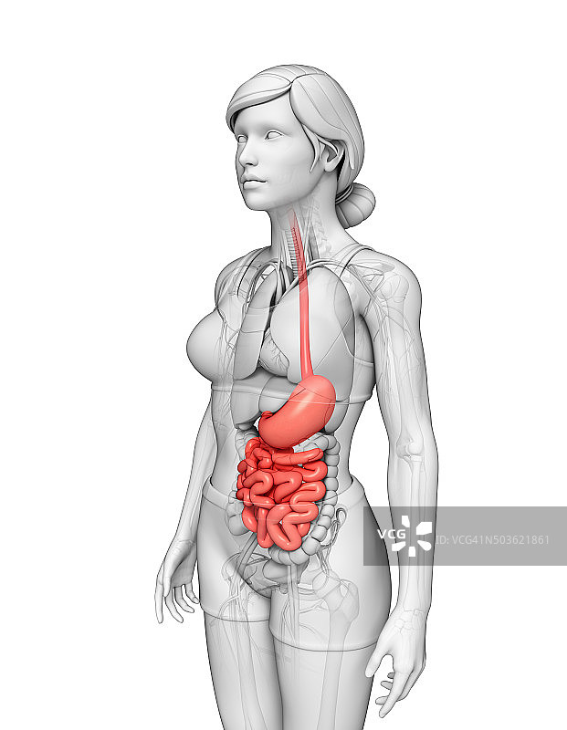 女性小肠解剖结构图片素材