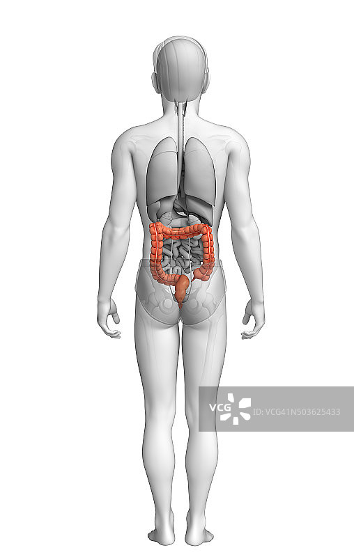 男性大肠解剖结构图片素材