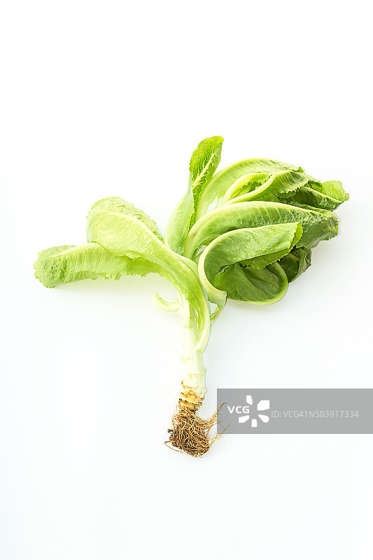 白色背景上的绿色萝蔓生菜图片素材