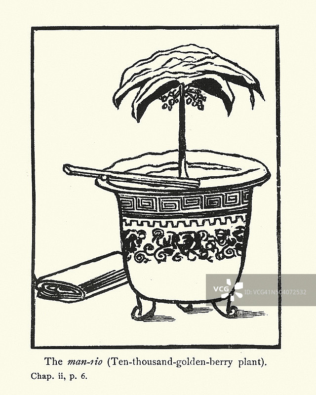 男人和里约热内卢的万元金豆植物图片素材