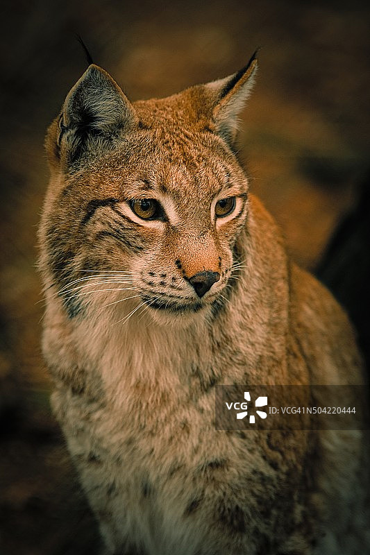 正在观察猎物的猞猁图片素材