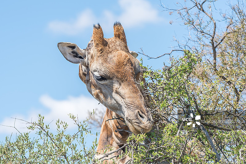 富兰克林自然保护区的长颈鹿图片素材
