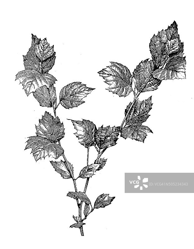 美洲梧桐的复古插画图片素材