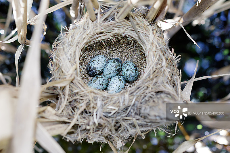 大苇莺的巢图片素材