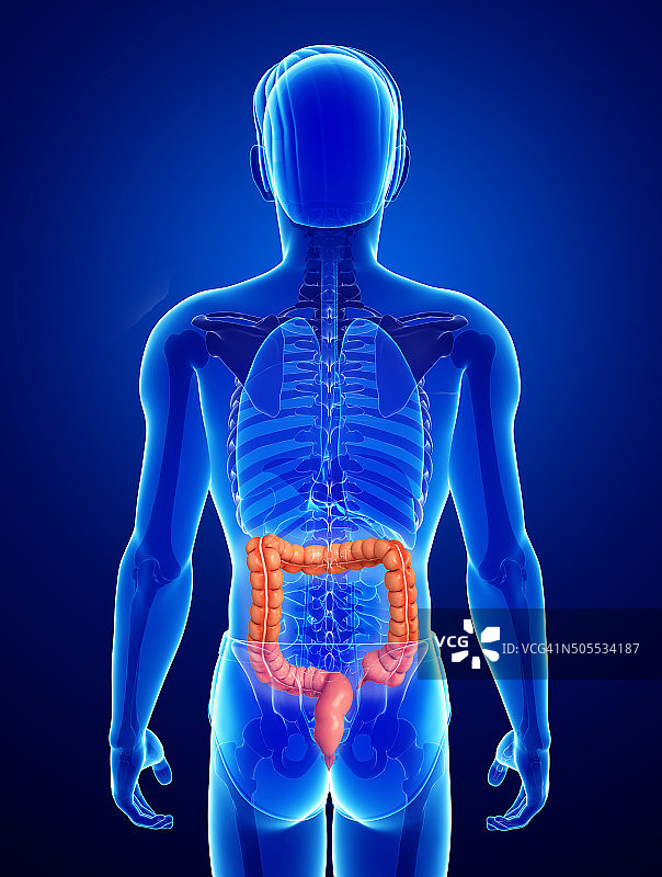 男性大肠解剖结构图片素材