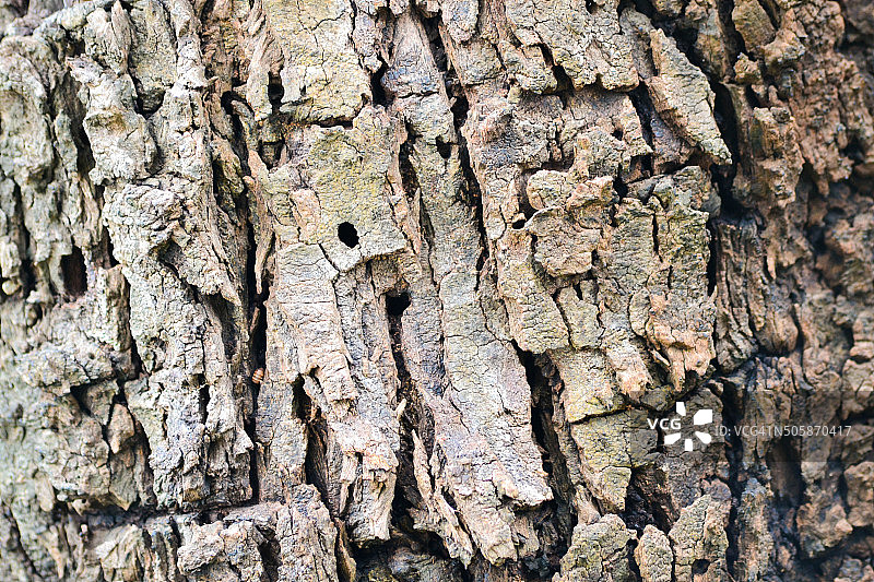 树木纹理图片素材