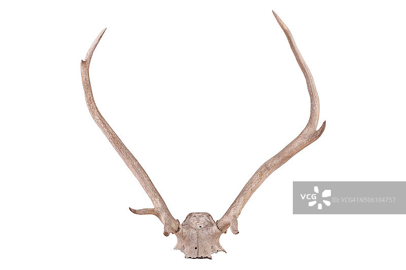 鹿角图片素材