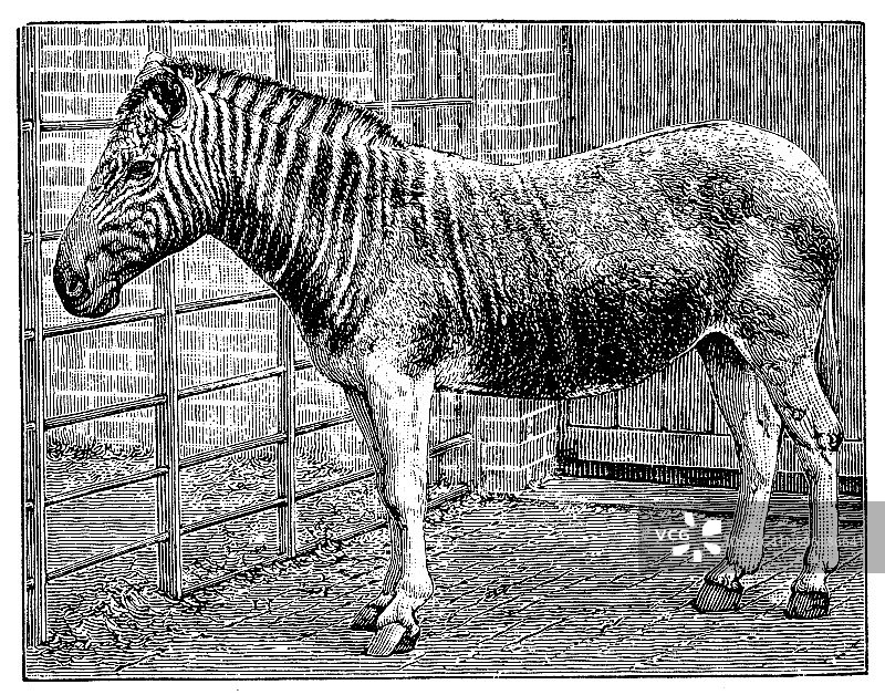 古代斑驴插画图片素材