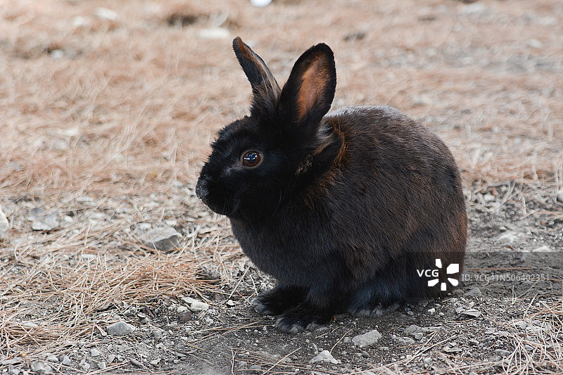 马耳他兔子图片素材