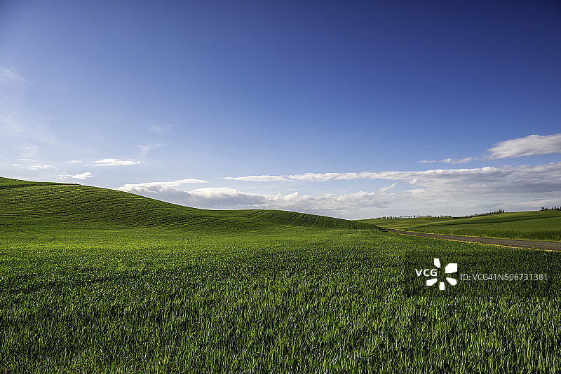 帕卢斯绵延山丘（小麦）图片素材