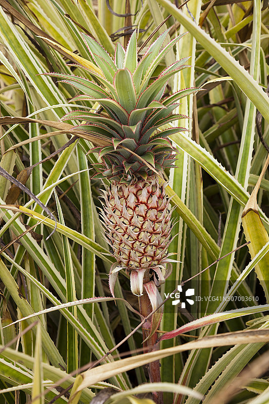 菠萝作物图片素材