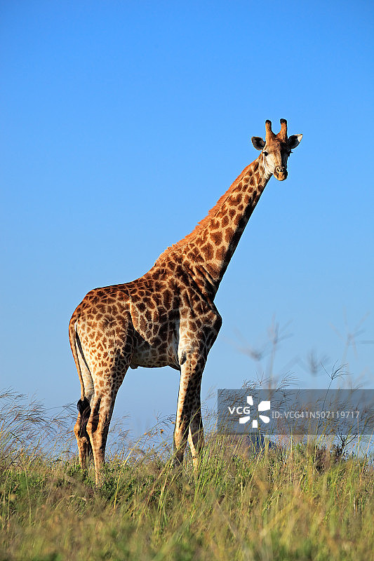 雄性长颈鹿图片素材