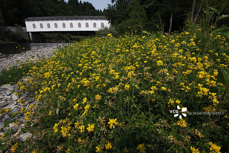 俄勒冈州莱恩县麦肯齐河上的贝尔纳普廊桥与黄色花朵图片素材