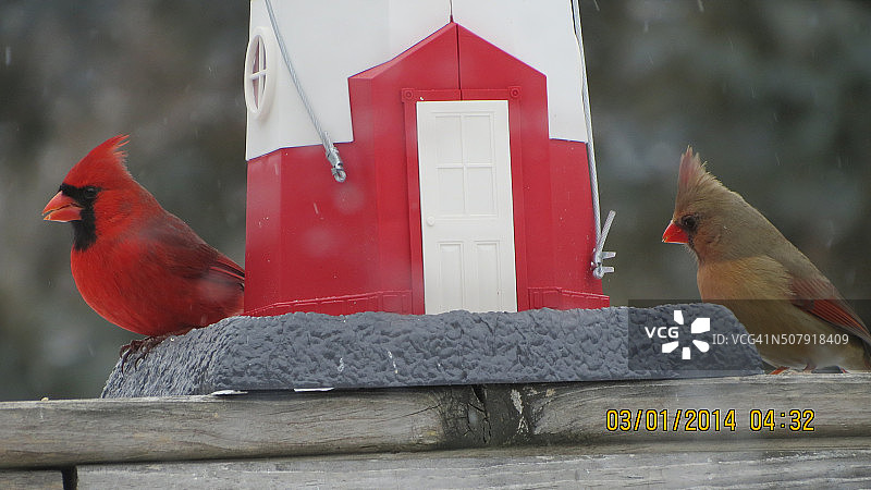 北美红雀夫妇图片素材