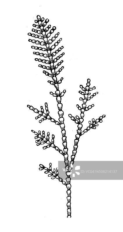 珊瑚藻古董插画图片素材