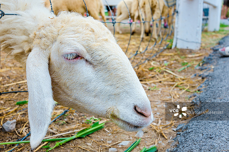 农场里的绵羊脸图片素材