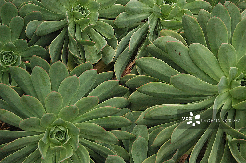 加利福尼亚州的花园图片素材