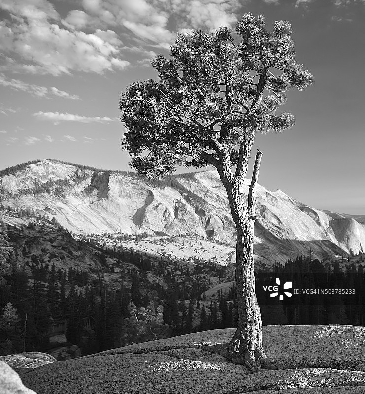 孤独的哨兵图片素材