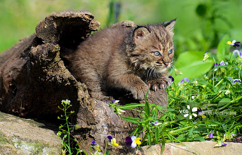 小山猫从木头里爬出来图片素材