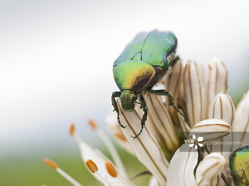 绿色昆虫和百合花图片素材