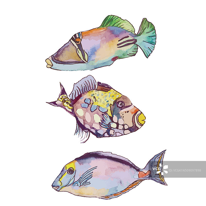 热带鱼合集图片素材