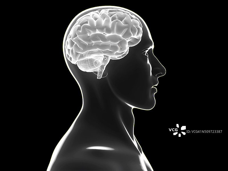 男性人脑解剖结构图片素材