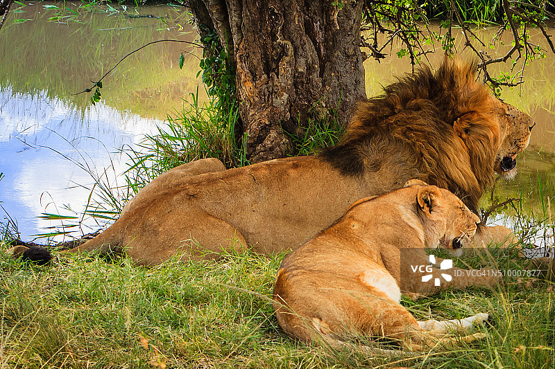 东非肯尼亚：马赛马拉草原上享用完水牛的狮子和幼狮在水边休息图片素材