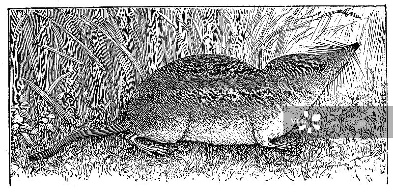 鼩的老式插图图片素材