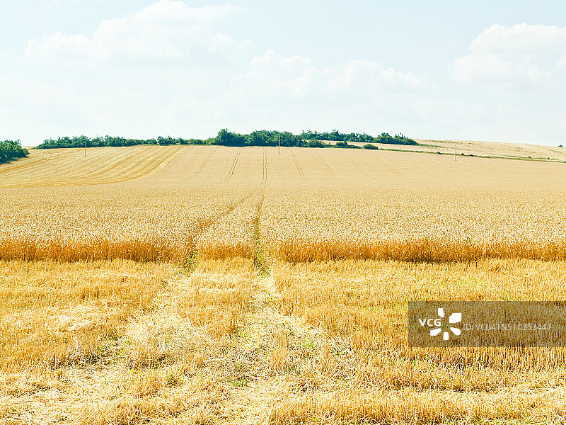 高加索地区的成熟麦田图片素材