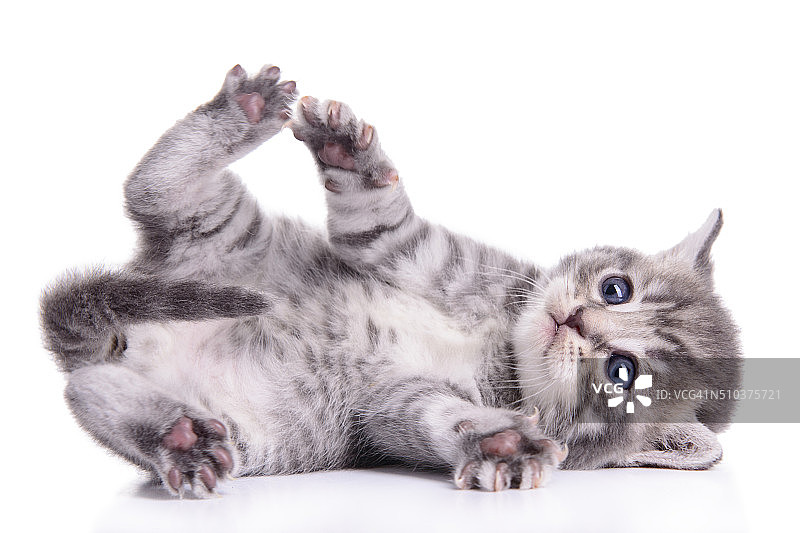 虎斑苏格兰小猫图片素材