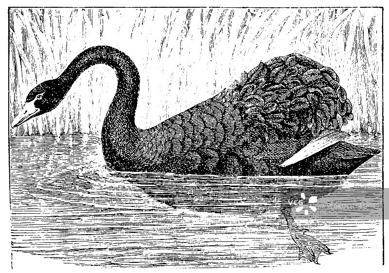 古代黑天鹅插画图片素材