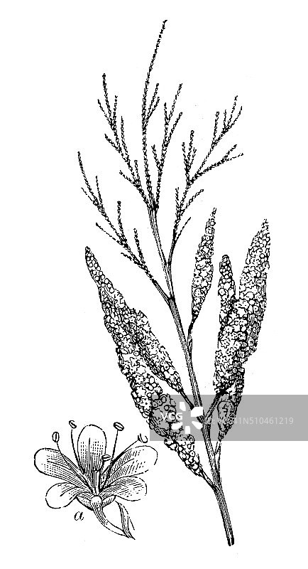 法国柽柳的古董插画图片素材