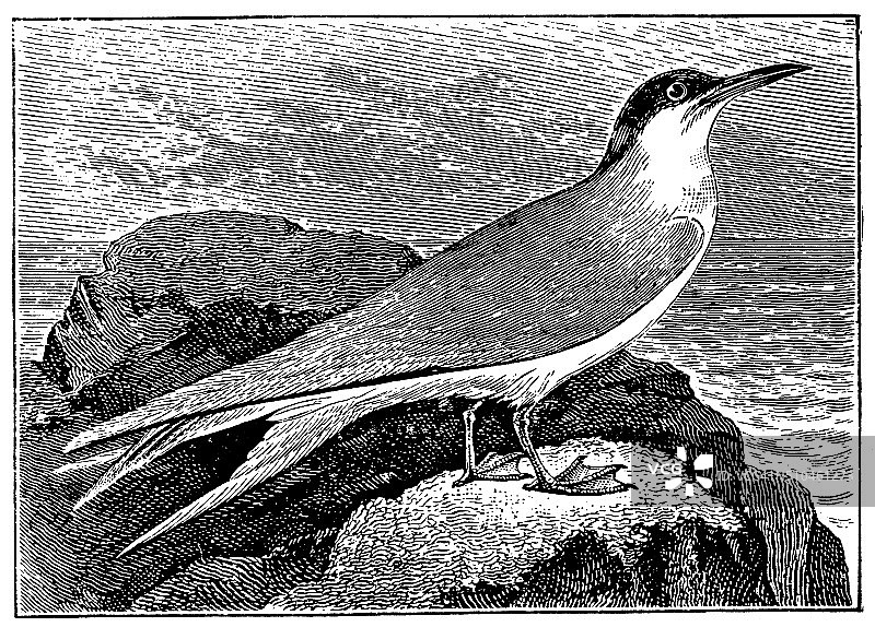 复古普通燕鸥插画图片素材