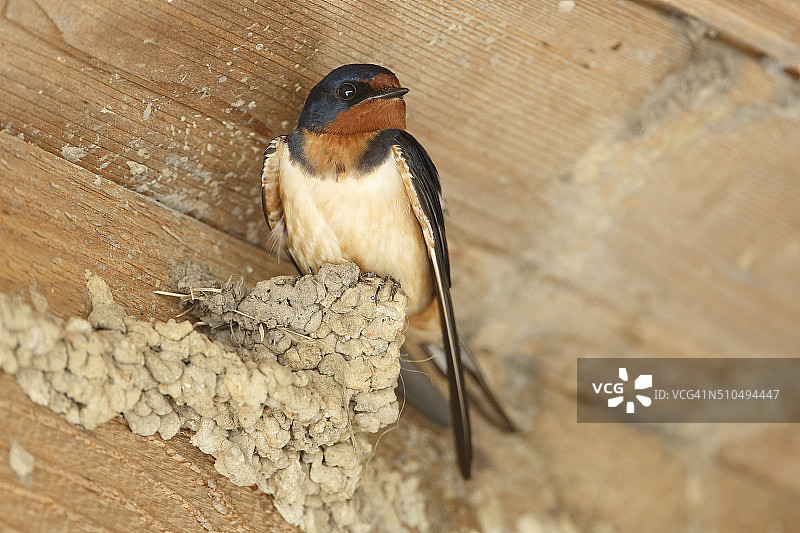 栖息在未完成泥巢上的家燕图片素材