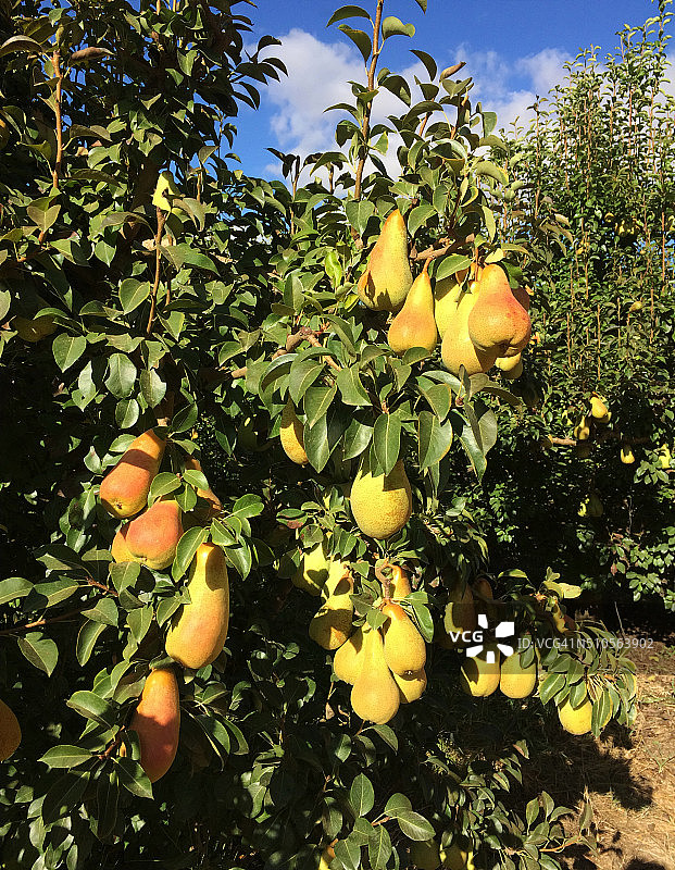 树上的梨图片素材