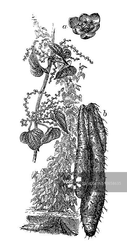 薯蓣古董插画图片素材