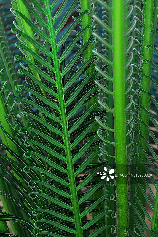 蕨类叶图片素材