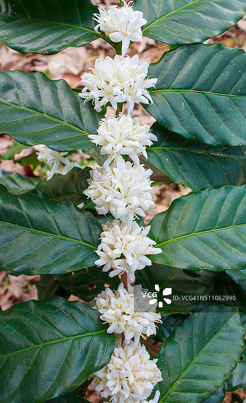 白色咖啡树花朵图片素材