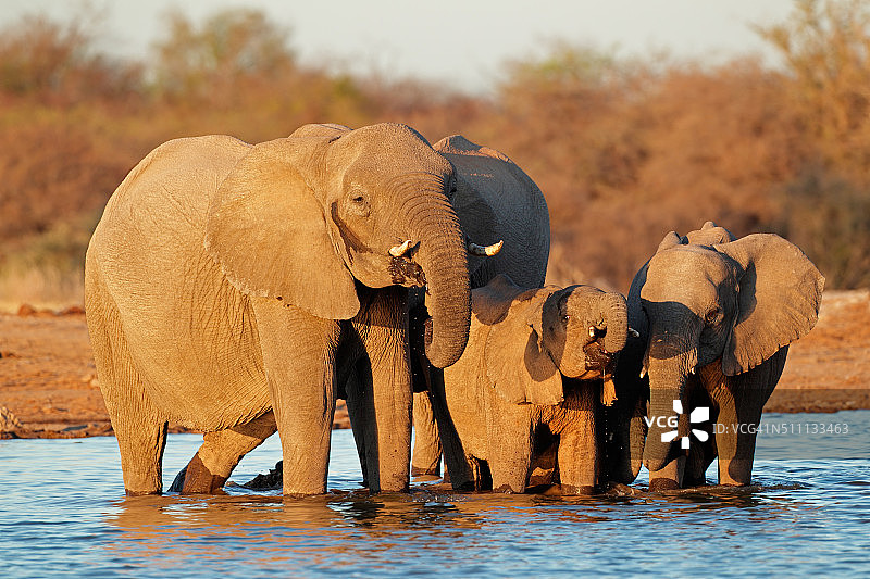大象饮水图片素材
