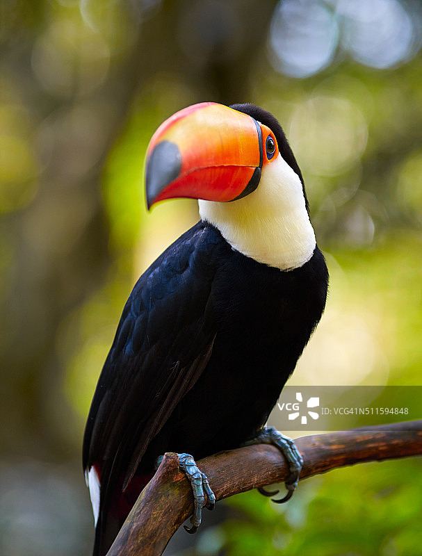巴西热带森林树枝上的巨嘴鸟图片素材