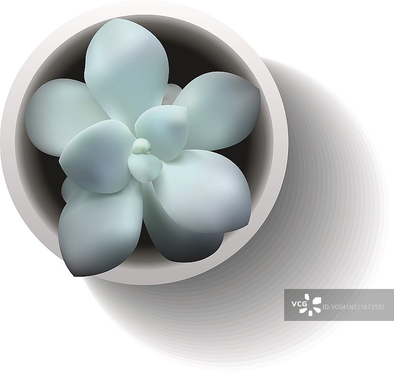 矢量多肉植物图片素材