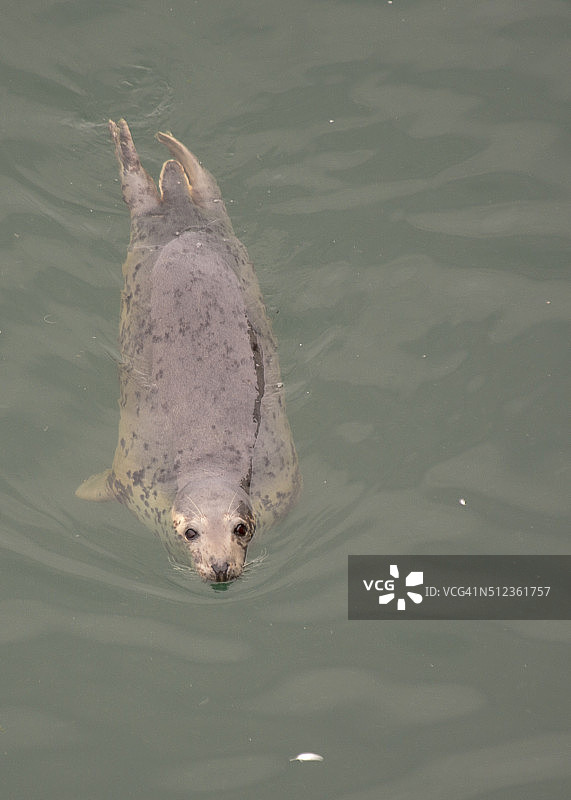 普通海豹图片素材