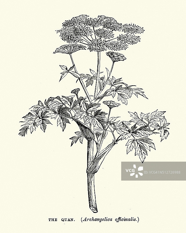 欧当归图片素材