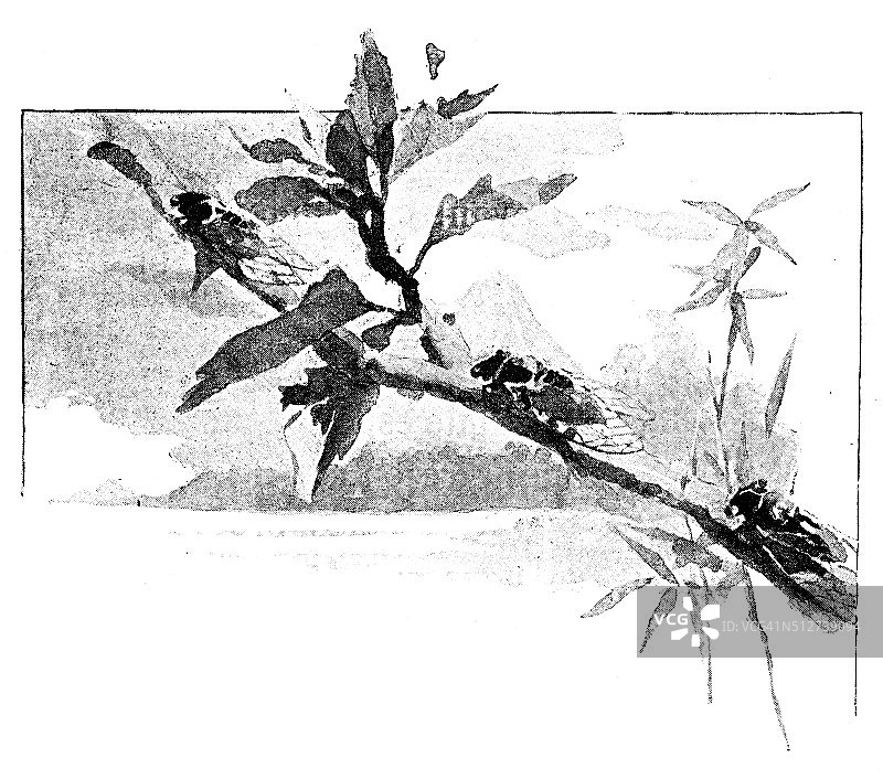 日本古董水彩插画：树枝与昆虫图片素材