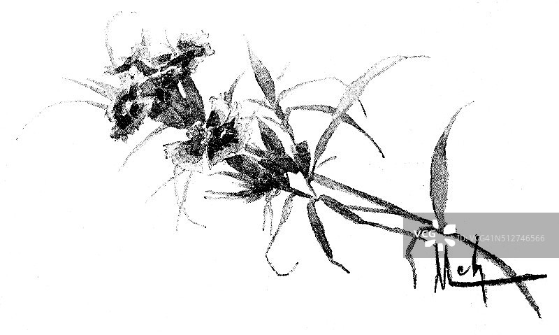 日本古典点印水彩插画：花卉图片素材